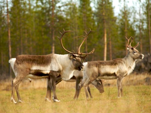 Rentiere im Peurakaira Urwald im Norden Finnlands