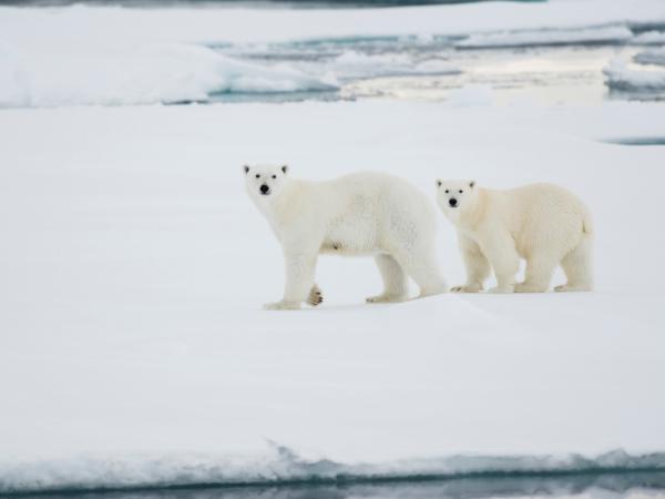 Polar Bears in the Arctic