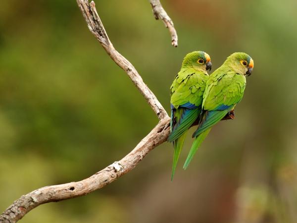 Papageien im brasilianischen Regenwald