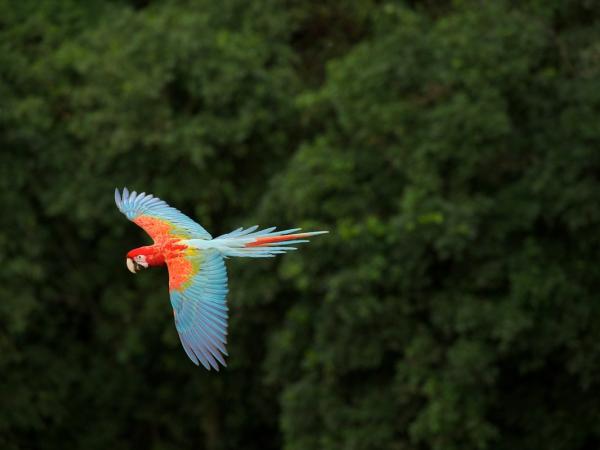 Ara im brasilianischen Regenwald