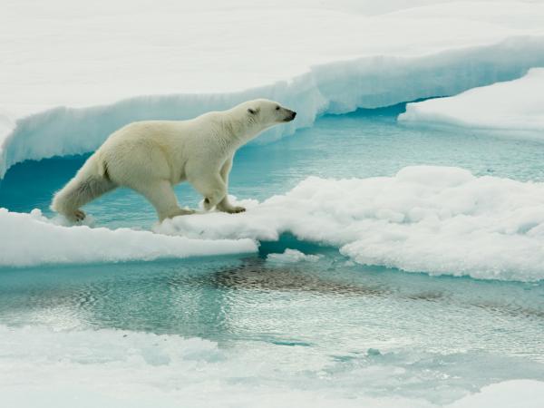 Eisbär auf dem Meereseis