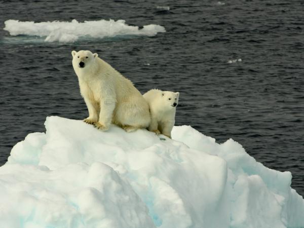 Eisbären in der Arktis