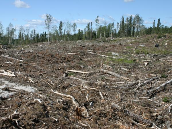 Überreste eines abgeholzten Waldes