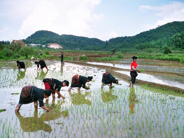 Arbeitende pflanzen Reis in Jinghong