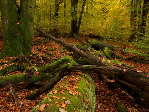 Buchenwälder im Spessart-Gebirge in Bayern