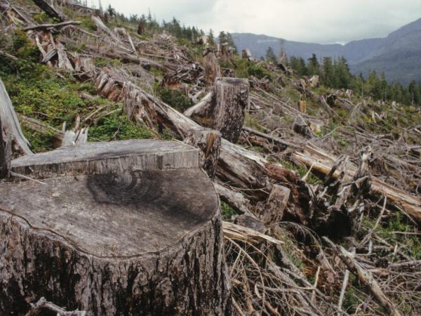 Kahlschlag im Tongass National Forest