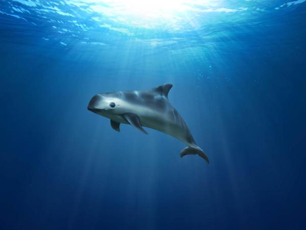 Ein Vaquita-Wal unter Wasser