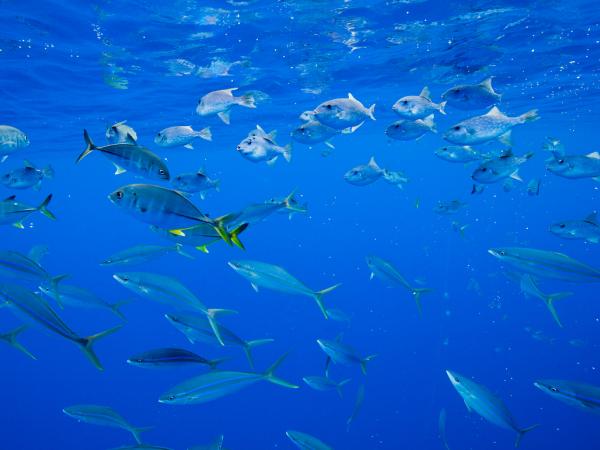 Meeresbewohner schwärmen um einen Fischsammler