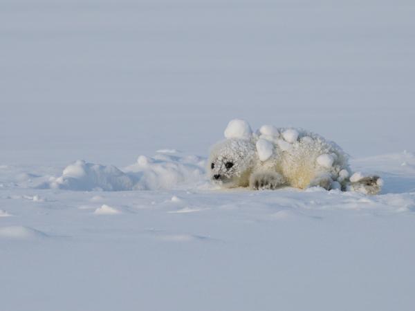 Young Seal Pup in the Snow in Svalbard