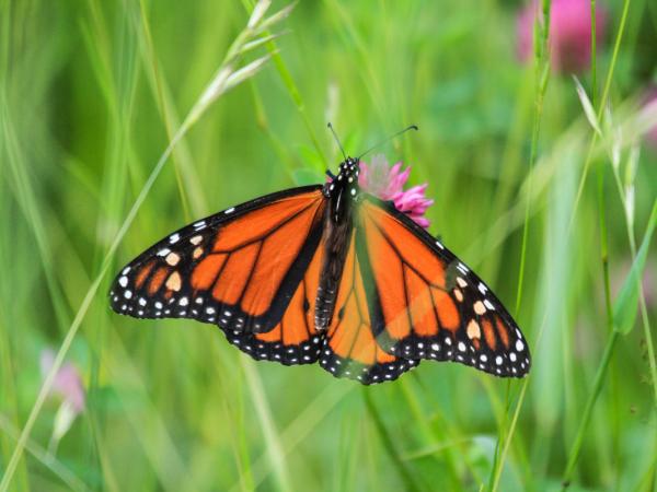 Monarchfalter im kanadischen Borealwald