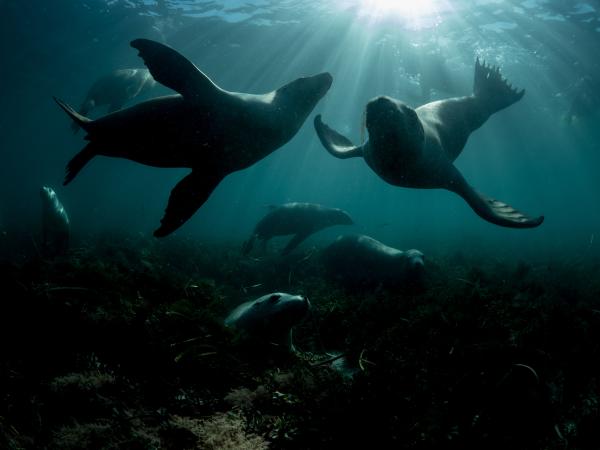 Zwei Seelöwen bei Hopkins Island, Südaustralien