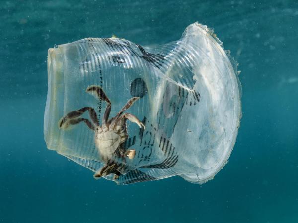 Eine Krabbe war in einem weggeworfenen Zagu-Milchtea-Becher in der Verde Island Passage, dem Epizentrum der weltweiten Meeresbiodiversität, in Batangas City, Philippinen, gefangen.