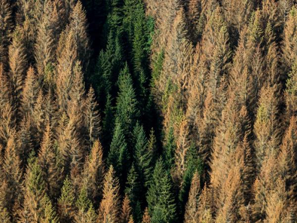 Vertrocknete Nadelbäume in Deutschland