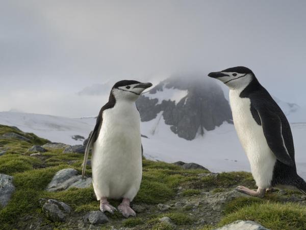 Zügelpinguine in der Antarktis