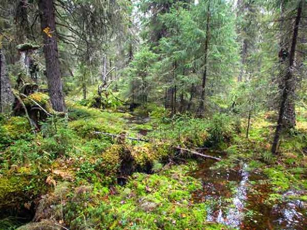 Waldwildnis im Dvinsky-Wald