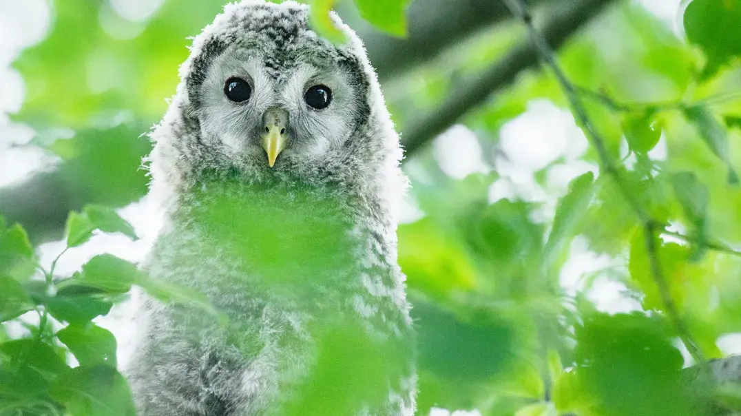 Vorschaubild: Eule sitzt im Baum