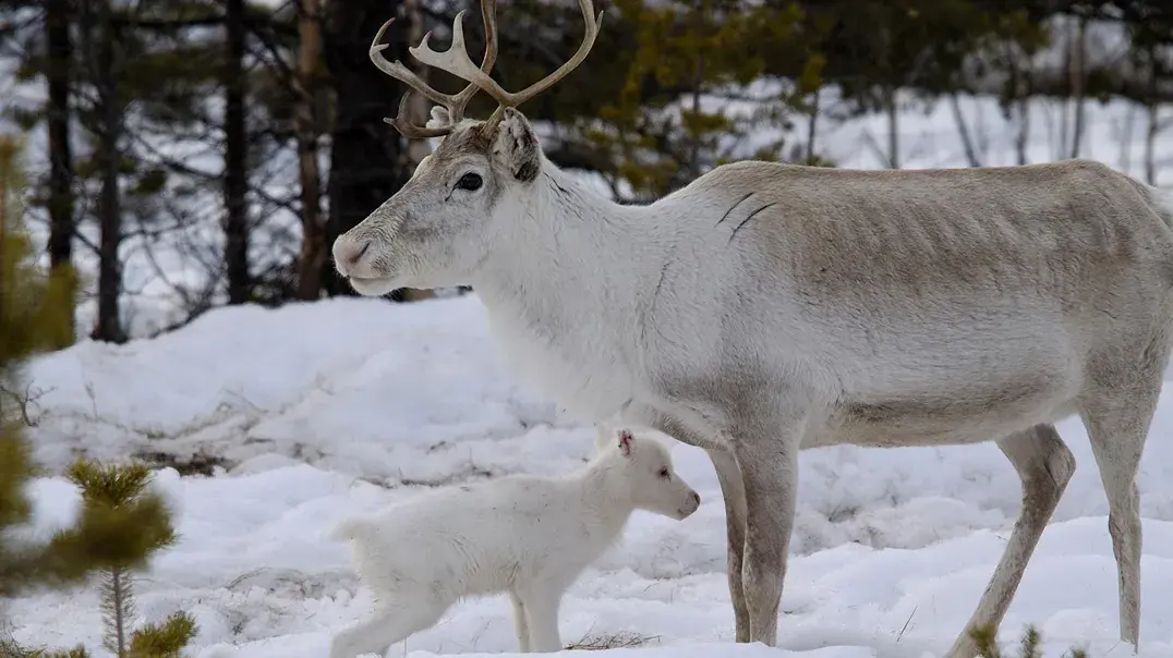 Vorschaubild: Rentier mit Kalb in Finnland